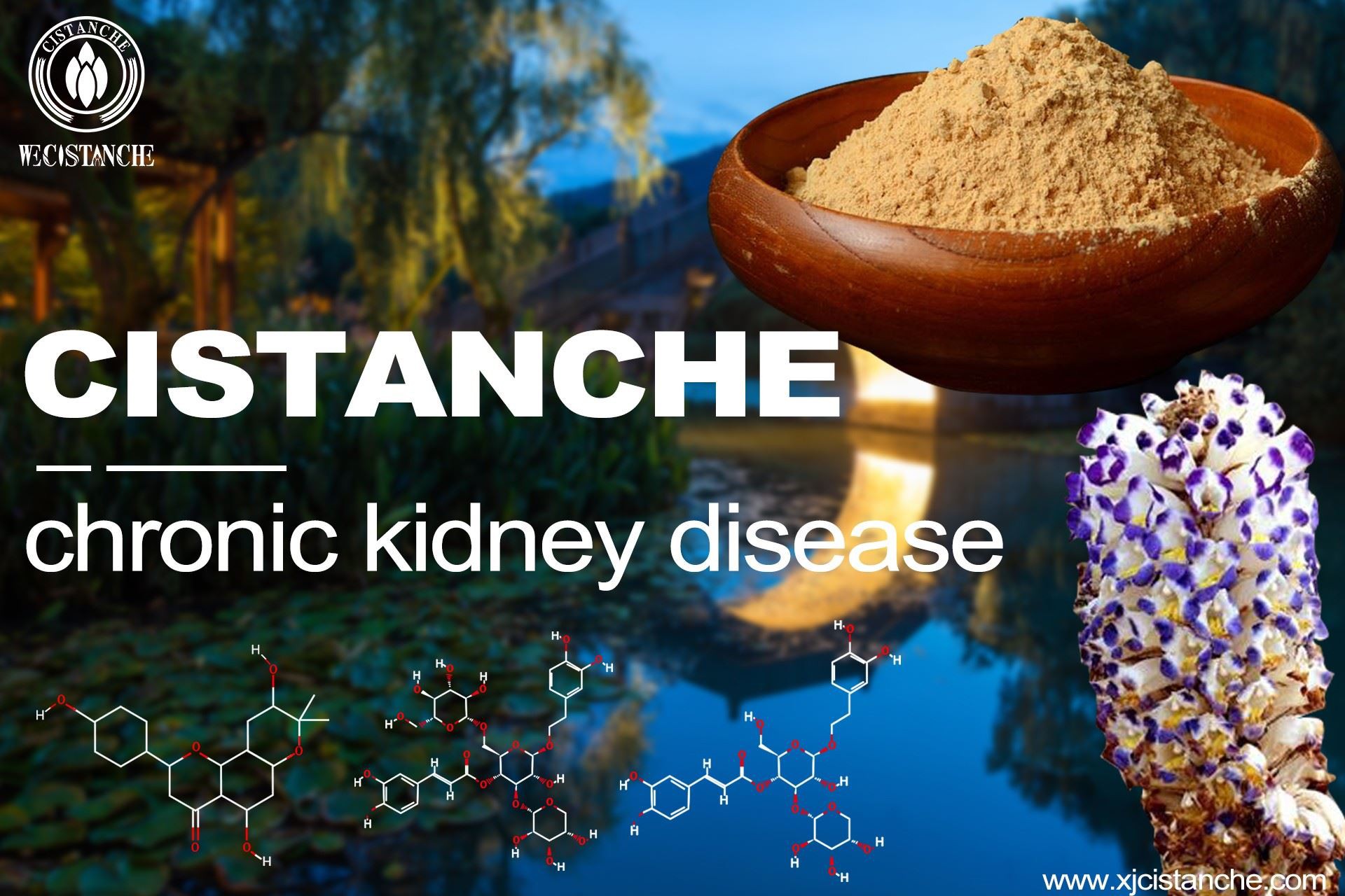 Cistanche for the chronickidney disease Cistanche for the chronickidney disease
