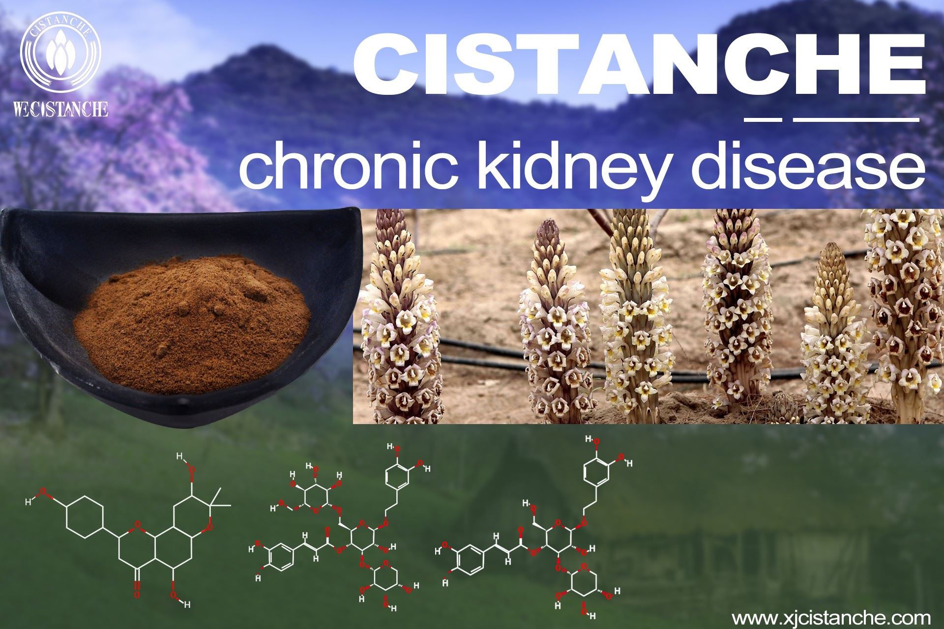 Cistanche treat chronickidney disease-4(82) Cistanche treat chronickidney disease-4(82)