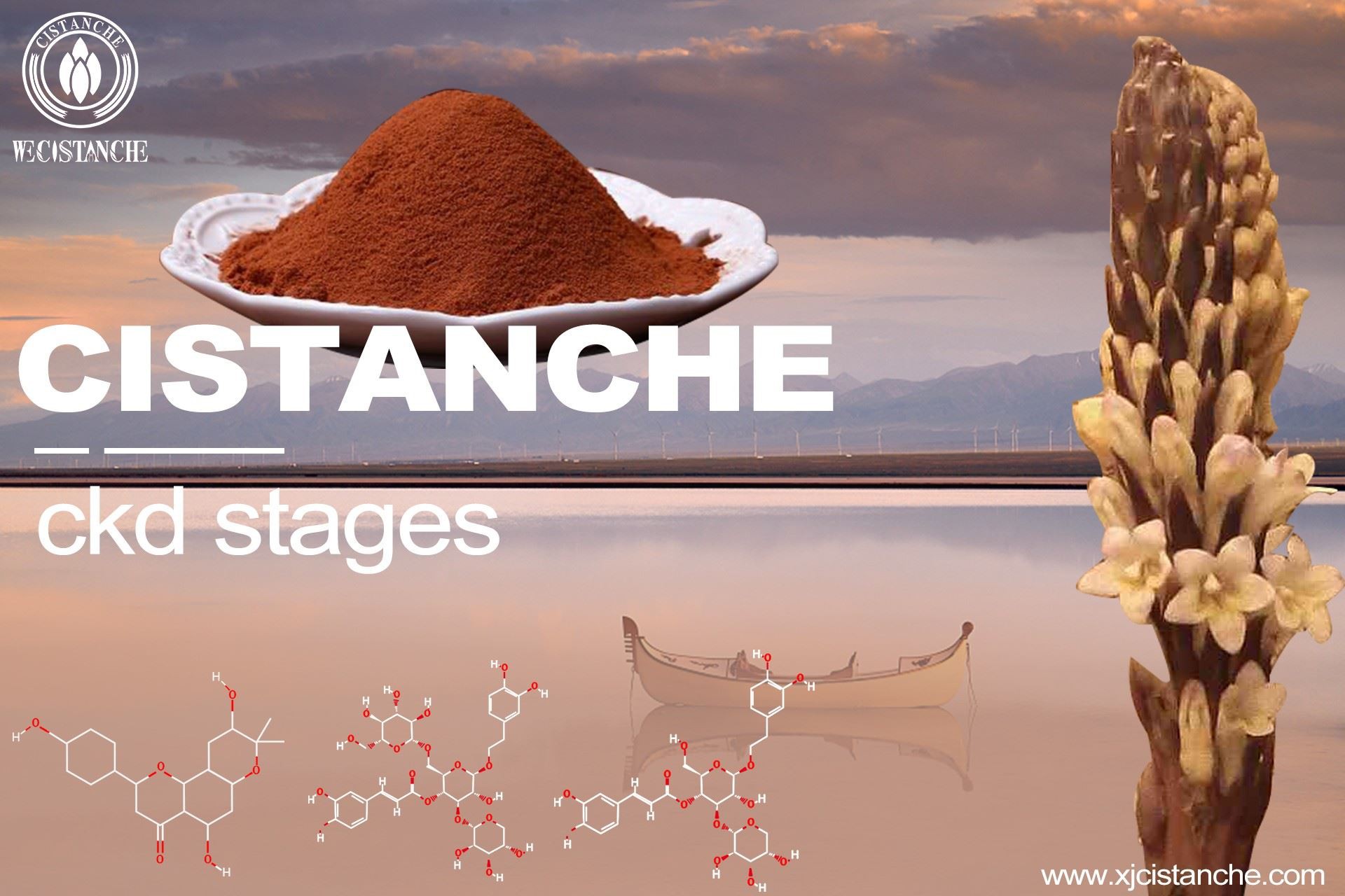 Cistanche for ckd stages Cistanche for ckd stages