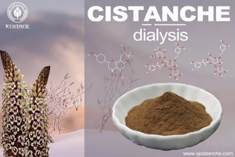 Cistanche-kidney dialysis