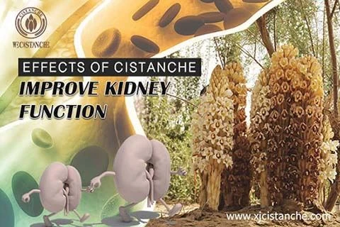 effect of cistanche improve kidney function (2)