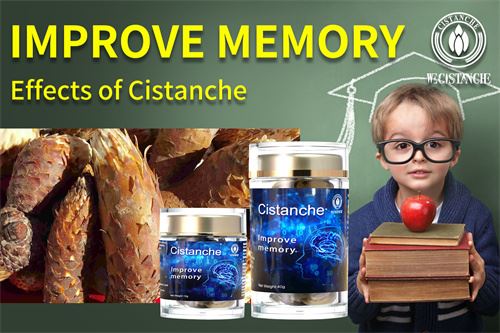 cistanche effects on Learning And Memory Ability cistanche effects on Learning And Memory Ability