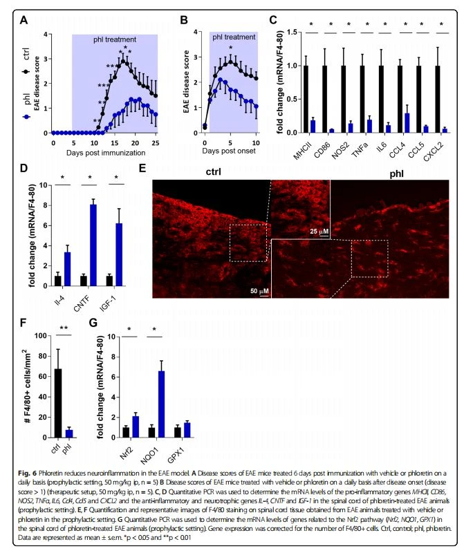 Phloretin reduces neuroinflammation in the EAE model. A Disease scores of EAE mice treated 6 days post immunization with vehicle or phloretin on a daily basis (prophylactic setting, 50 mg/kg ip, n = 5) B Disease scores of EAE mice treated with vehicle or phloretin on a daily basis after disease onset (disease score > 1) (therapeutic setup, 50 mg/kg ip, n = 5). C, D Quantitative PCR was used to determine the mRNA levels of the pro-inflammatory genes MHCII, CD86, NOS2, TNFα, IL6, Ccl4, Ccl5 and CXCL2 and the anti-inflammatory and neurotrophic genes IL-4, CNTF and IGF-1 in the spinal cord of phloretin-treated EAE animals (prophylactic setting). E, F Quantification and representative images of F4/80 staining on spinal cord tissue obtained from EAE animals treated with vehicle or phloretin in the prophylactic setting. G Quantitative PCR was used to determine the mRNA levels of genes related to the Nrf2 pathway (Nrf2, NQO1, GPX1) in the spinal cord of phloretin-treated EAE animals (prophylactic setting). Gene expression was corrected for the number of F4/80+ cells. Ctrl, control; phl, phloretin. Data are represented as mean ± s.e.m. *p < 0.05 and **p < 0.01