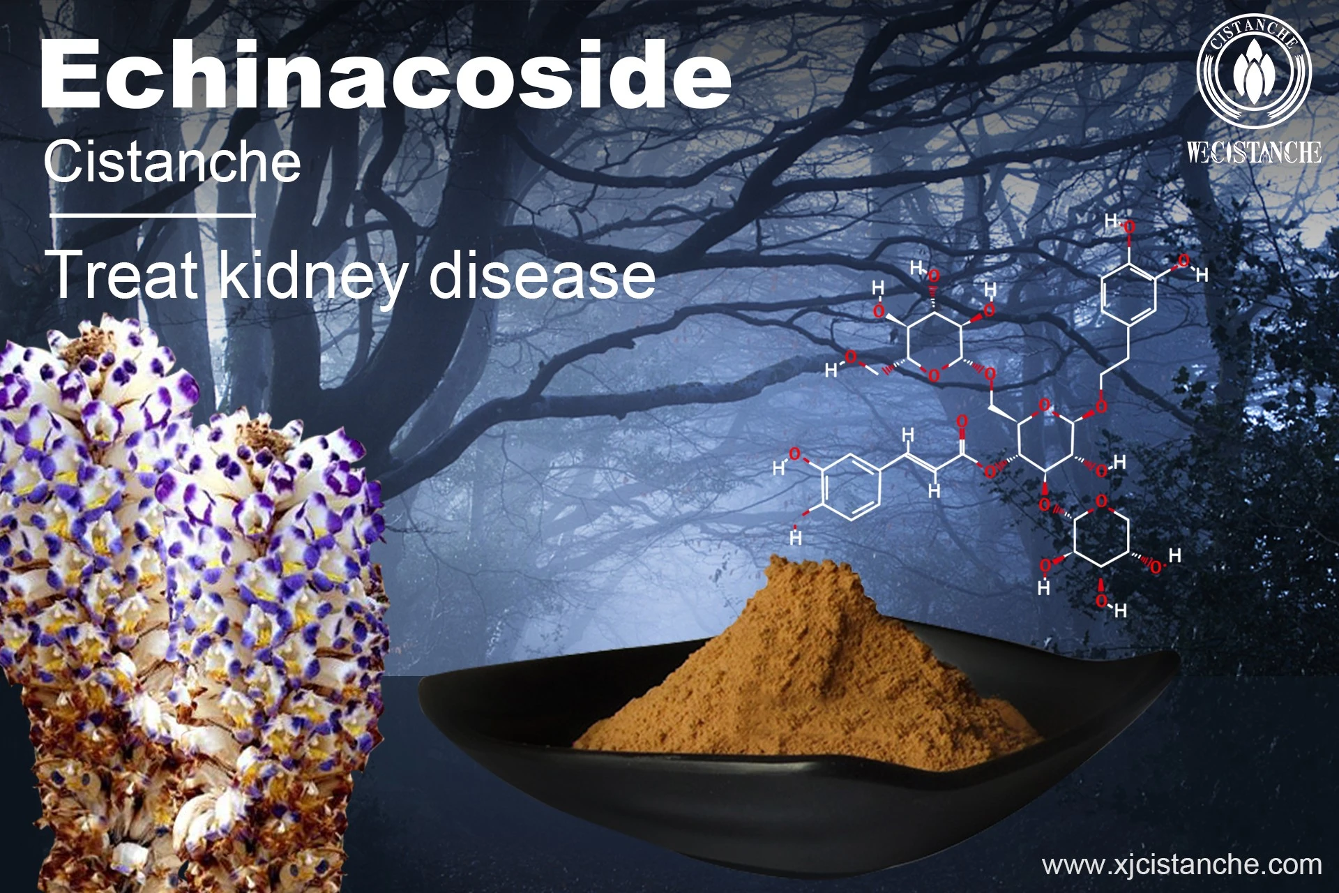 how to prevent kidney failure