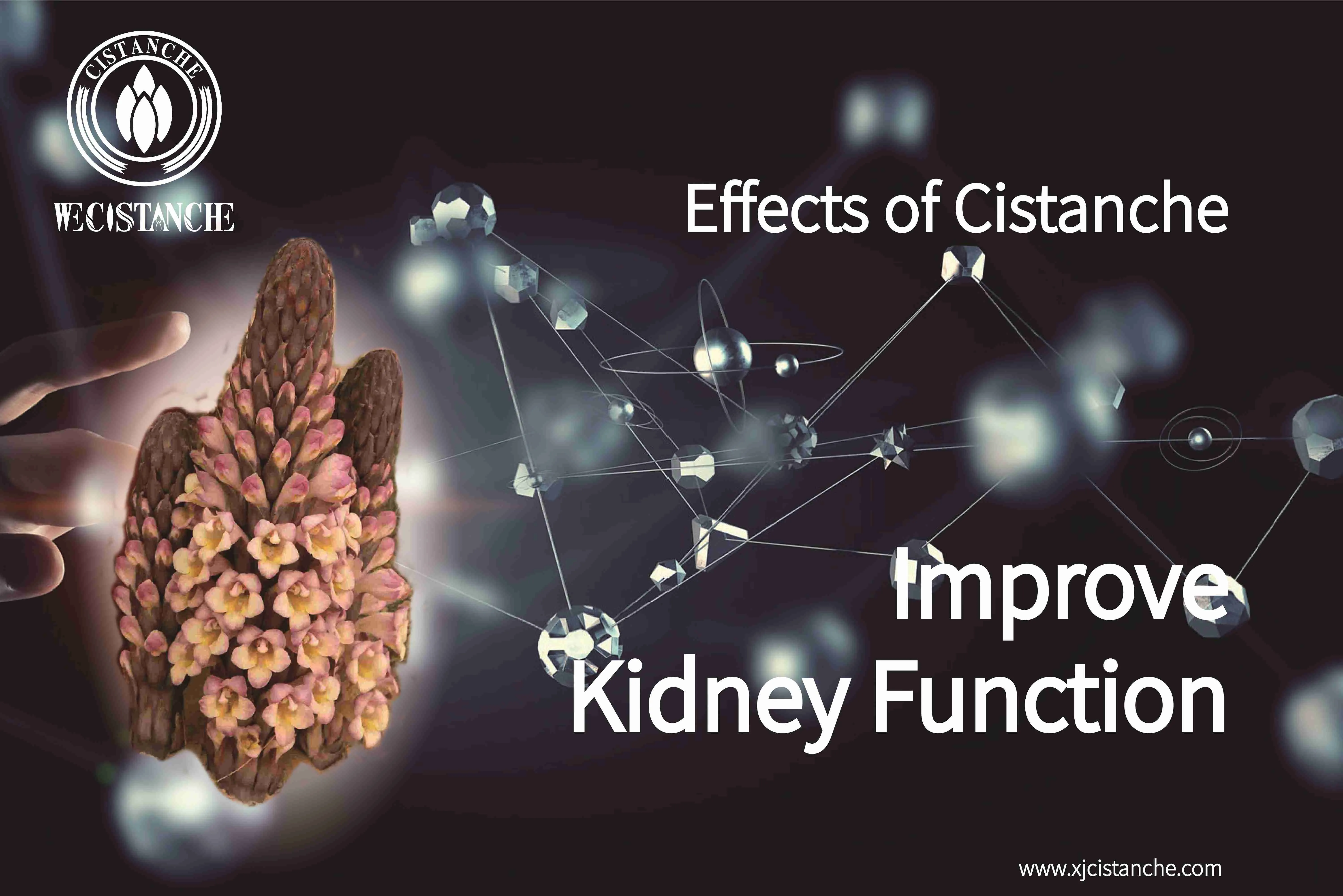 what is serum creatinine
