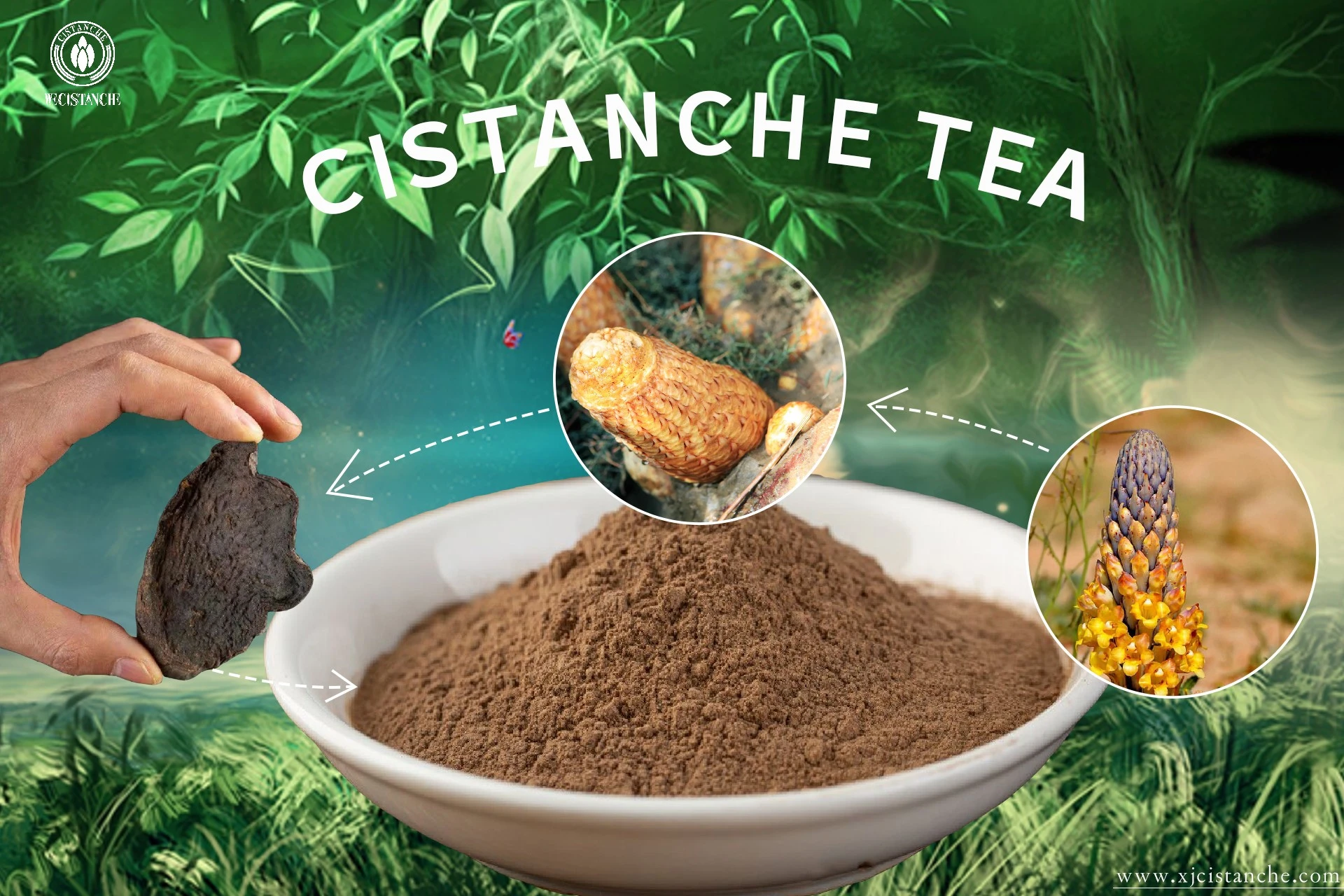 Cistanche application Cistanche application