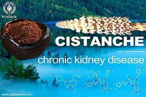 Cistanche-chronickidney disease-5(83)