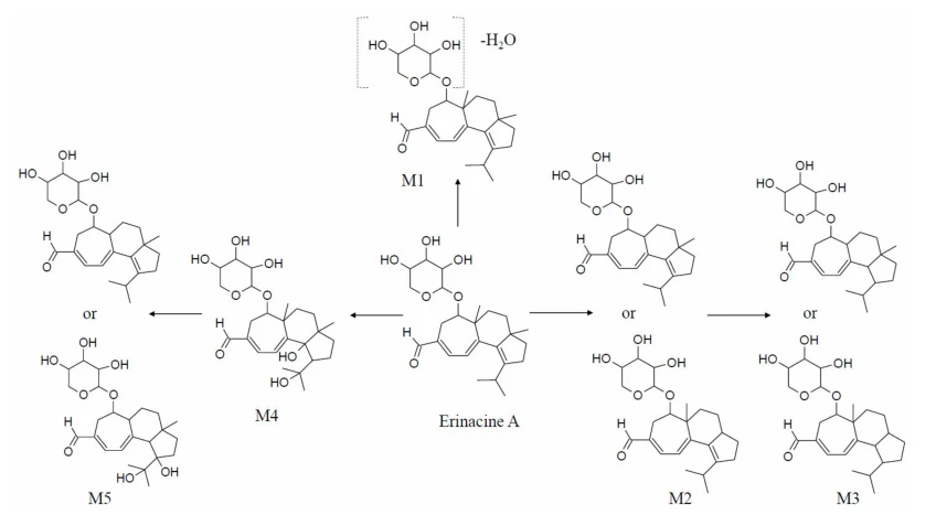 cistanche research