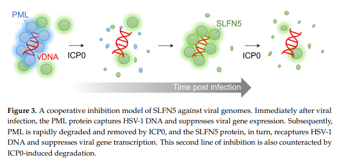 cistanche whole foods