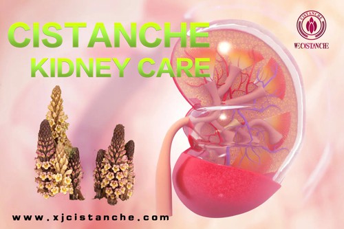 cistanche tubulosa dosage