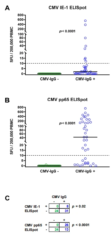 Figure 1. Distribution of CMV-specific ELISpot responses in 63 patients awaiting kidney transplantation. The cohort comprised 24 with negative (green circles) and 39 with positive CMV IgG (blue circles). Panel (A) shows ELISpot responses upon stimulation with CMV immediate early antigen 1 (IE-1) and panel (B) upon stimulation with CMV phosphoprotein 65 (pp65). Horizontal lines indicate median values. The dotted line represents the cutoff for positive responses (10 spot-forming units, SFU). Cellular in vitro responses in patients without and with CMV IgG were compared by the Mann–Whitney test. Panel (C) summarizes the correlation between humoral (IgG) and cellular (ELISpot) CMV-specific responses (Fisher's exact test). Figure 1. Distribution of CMV-specific ELISpot responses in 63 patients awaiting kidney transplantation. The cohort comprised 24 with negative (green circles) and 39 with positive CMV IgG (blue circles). Panel (A) shows ELISpot responses upon stimulation with CMV immediate early antigen 1 (IE-1) and panel (B) upon stimulation with CMV phosphoprotein 65 (pp65). Horizontal lines indicate median values. The dotted line represents the cutoff for positive responses (10 spot-forming units, SFU). Cellular in vitro responses in patients without and with CMV IgG were compared by the Mann–Whitney test. Panel (C) summarizes the correlation between humoral (IgG) and cellular (ELISpot) CMV-specific responses (Fisher's exact test).