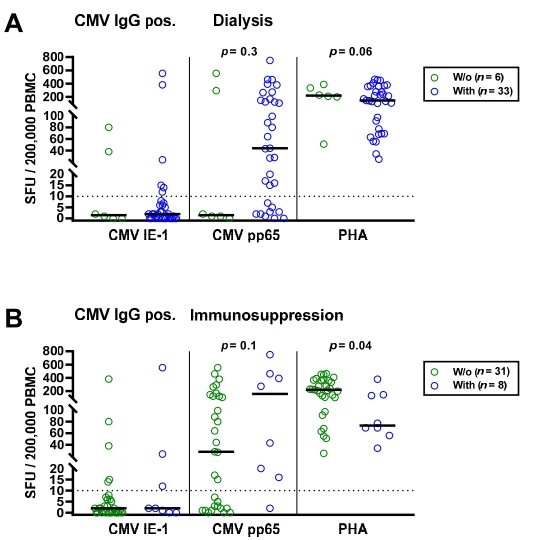 Figure 4. Distribution of CMV-specific ELISpot responses in 39 CMV IgG positive patients awaiting kidney transplantation, divided either by presence or absence of dialysis (A) or immunosuppression (B). Horizontal lines indicate median values. The dotted line represents the cutoff for positive responses (10 spot forming units, SFU). Cellular in vitro responses toward CMV immediate early antigen 1 (IE-1), CMV phosphoprotein 65 (pp65) and the positive control phytohemagglutinin (PHA) were compared by Mann–Whitney test.