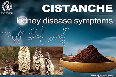 CISTANCHE EXTRACT WITH 25% ECHINACOSIDE AND 9% ACTEOSIDE FOR KIDNEY CISTANCHE EXTRACT WITH 25% ECHINACOSIDE AND 9% ACTEOSIDE FOR KIDNEY