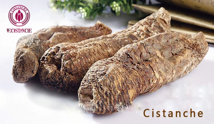 cistanche tubulosa traditional herbal medicine